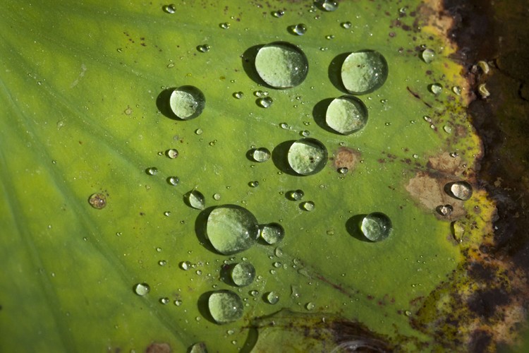 Droplets on a Lilypad