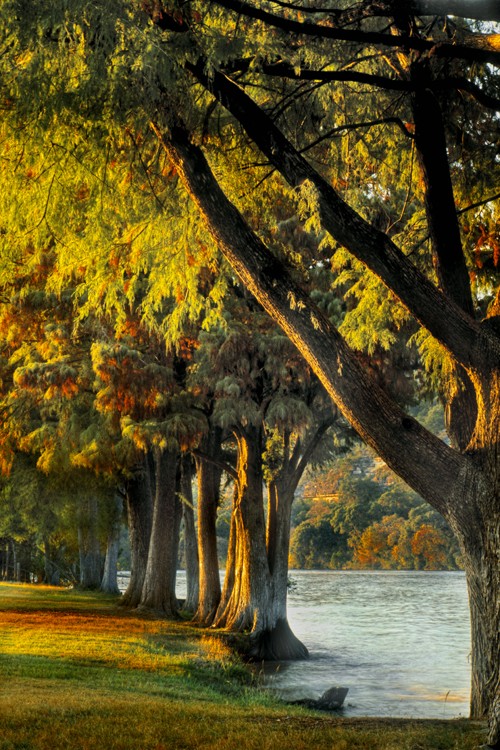Autumn Cypress